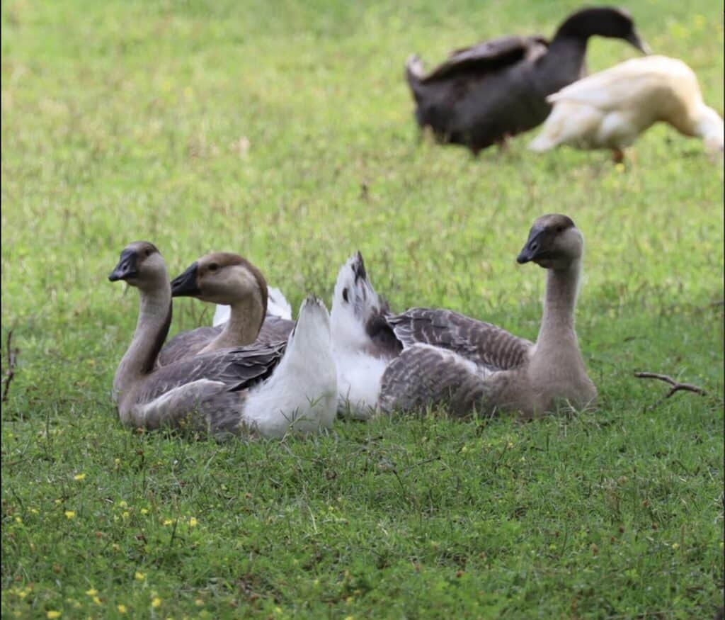 African geese - can you raise geese in your backyard?